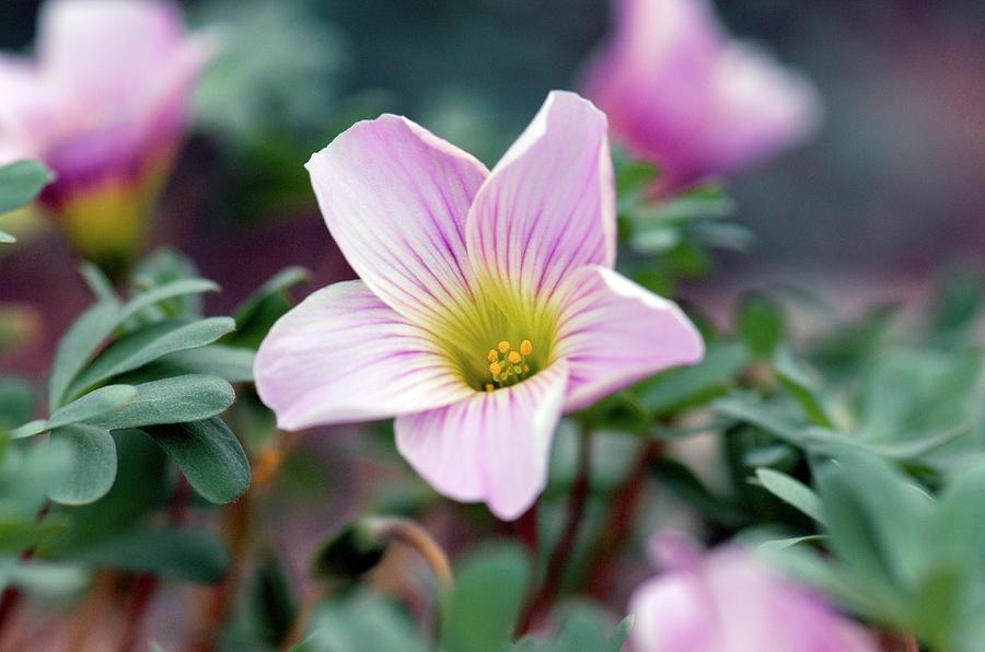 Flower Photograph - Oxalis Enneaphylla rubra by Sam K Tran/science Photo Library