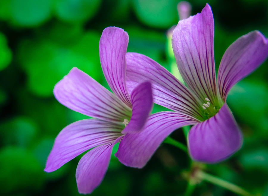 Flower Photograph - Oxalis II by Stacy Michelle Smith