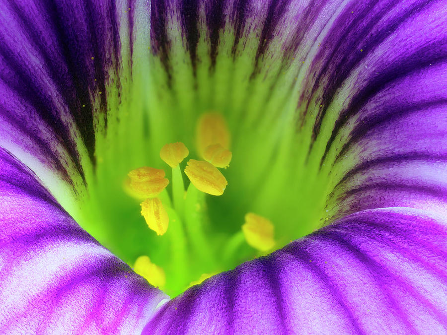 Nature Photograph - Oxalis ione Hecker by Karl Gaff / Science Photo Library