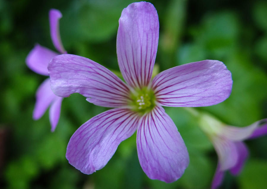 Oxalis Photograph by Stacy Michelle Smith