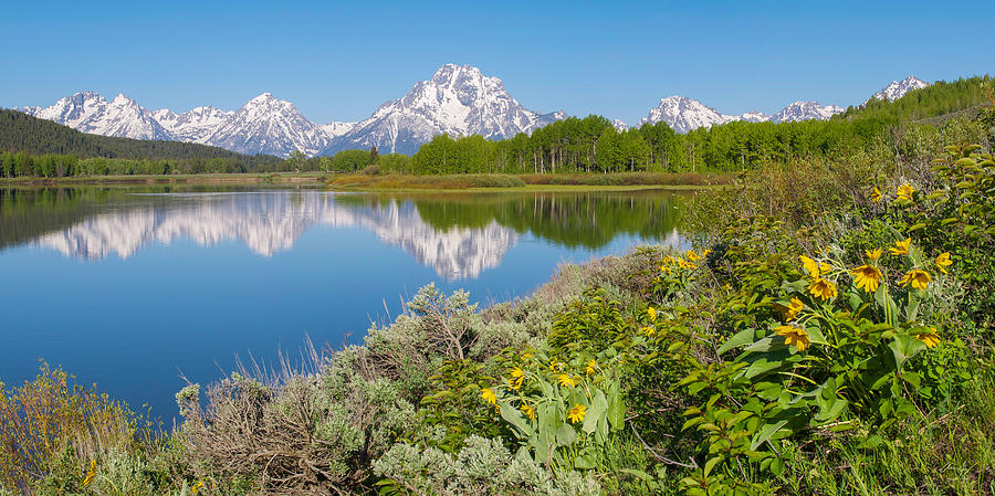 Oxbow Bend Wildflowers in Spring Photograph by Aaron Spong