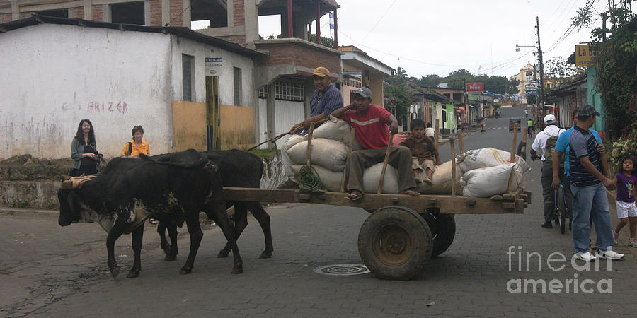 oxen carriage in Nicaragua Photograph by Rudi Prott