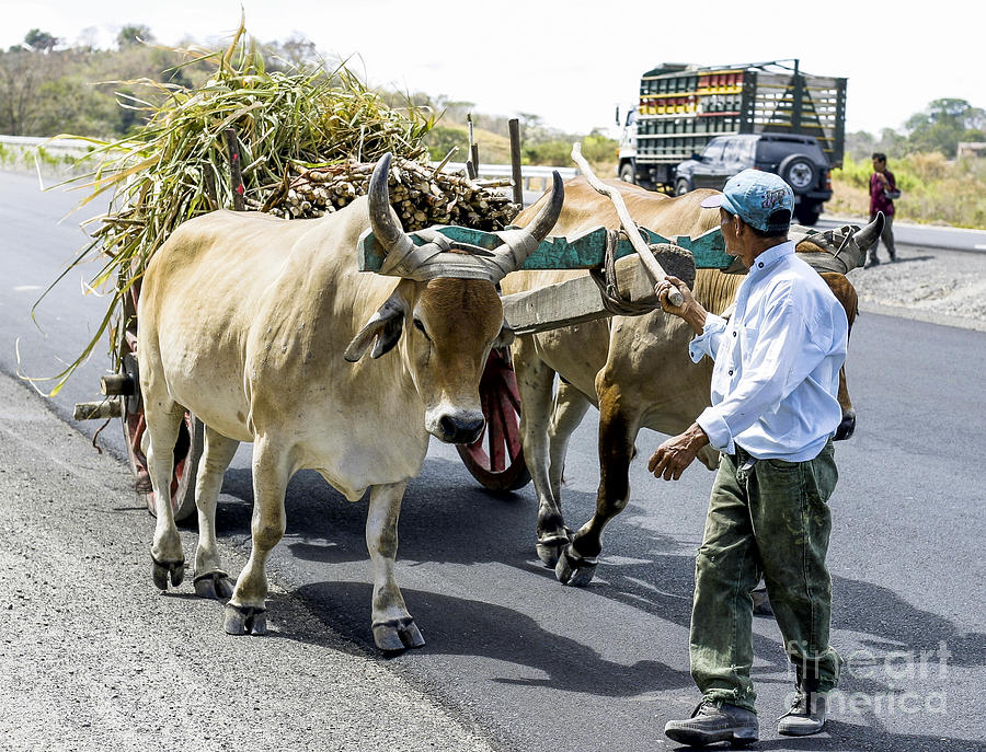 oxen continue timeline as first time through