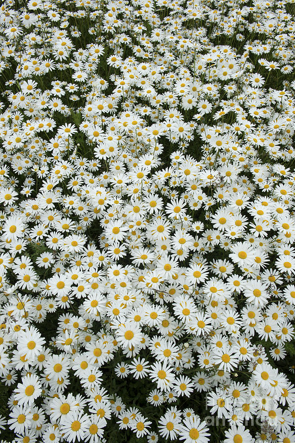 Daisy Photograph - Oxeye Daises by Tim Gainey