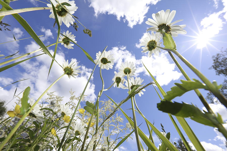 Oxeye daisies seen from below Photograph by Ulrich Kunst And Bettina Scheidulin