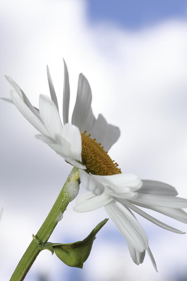 Oxeye daisy Photograph by Ulrich Kunst And Bettina Scheidulin