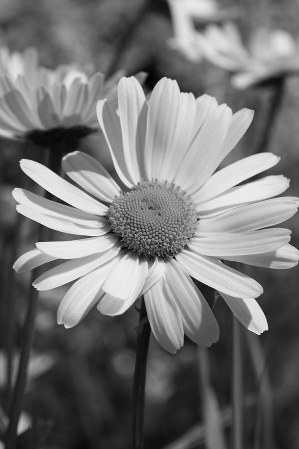 Oxeye daisy - monochrome Photograph by Ulrich Kunst And Bettina Scheidulin