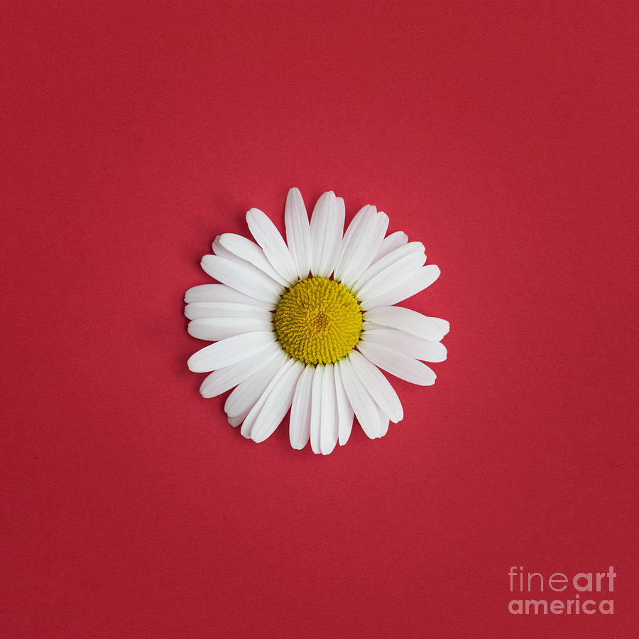 Oxeye Daisy Square Red Photograph by Tim Gainey