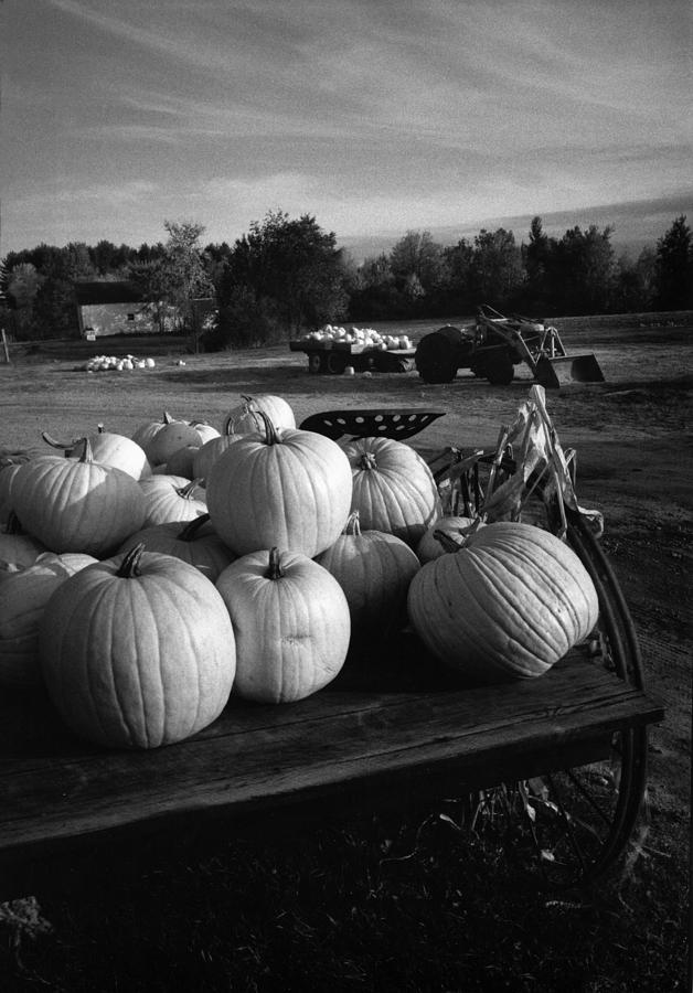 Oxford Pumpkins BW Photograph by Cindy McIntyre
