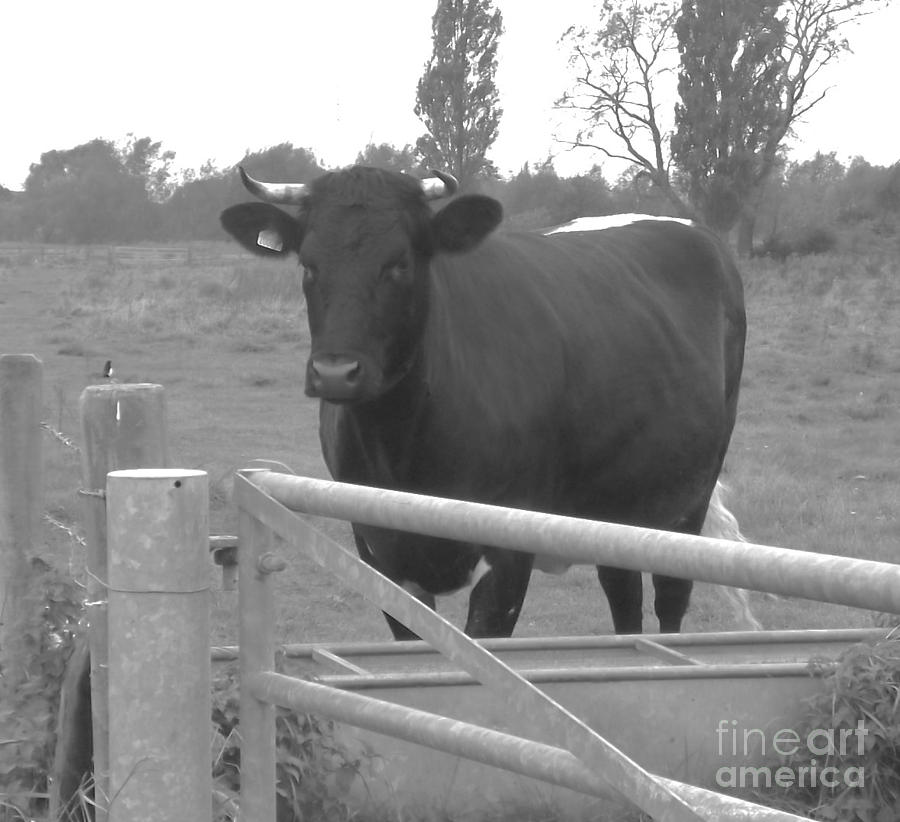 Black And White Photograph - Oxlease Bull by John Williams