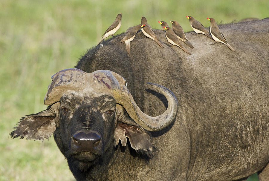 Nature Photograph - Oxpecker Perching On Cape Buffalo by Animal Images