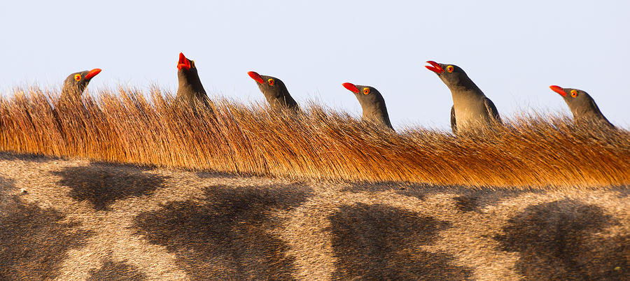 Oxpeckers Photograph by Max Waugh