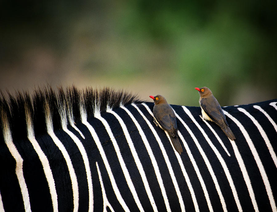 Oxpeckers on Grevys Zebra at Samburu, Kenya Photograph by Vicki Jauron, Babylon and Beyond Photography