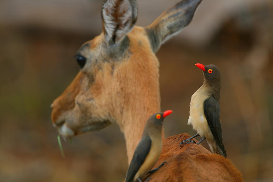 Oxpeckers on Impala Photograph by Bruce J Robinson