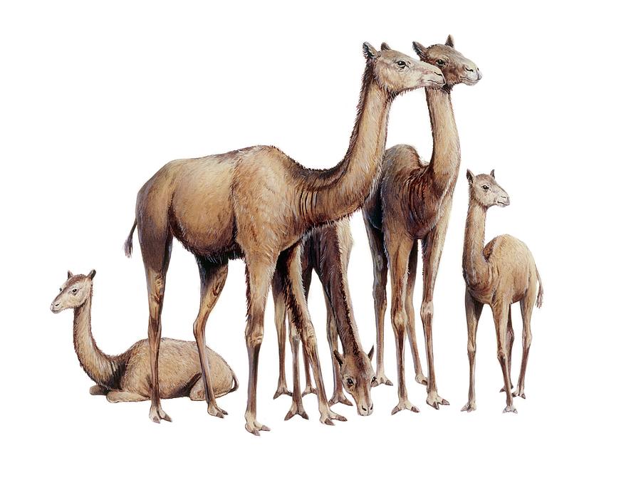 Oxydactylus Prehistoric Camel Photograph by Michael Long/science Photo Library