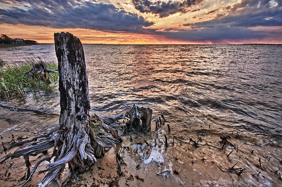 Oyster Bay Stump Sunset Digital Art by Michael Thomas
