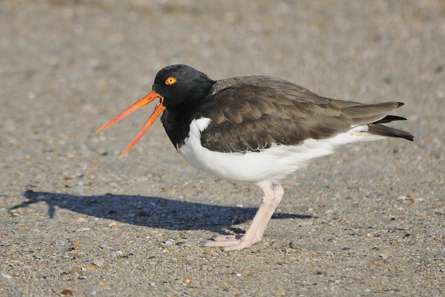Oyster Catcher calling Photograph by Bradford Martin