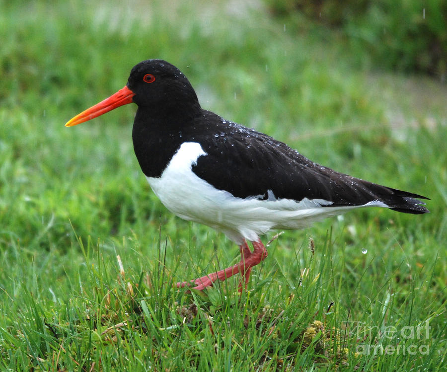 Oyster Catcher in rain Photograph by Phil Banks