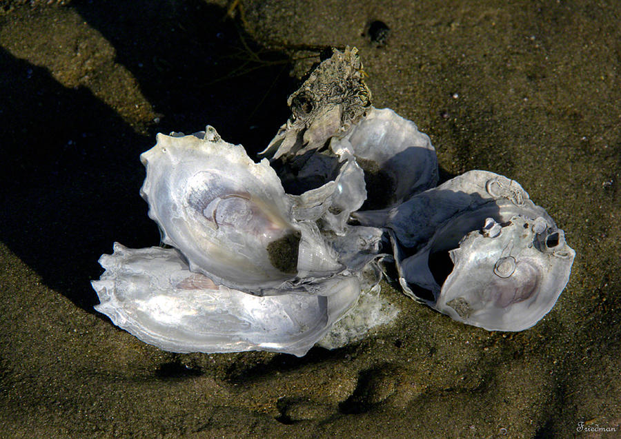 Oyster Collage Photograph by Michael Friedman