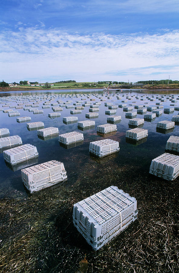 Animal Photograph - Oyster Farming by David Nunuk/science Photo Library