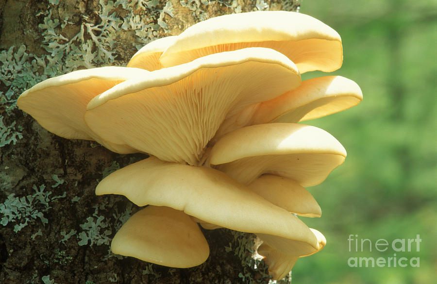 Oyster Mushroom Photograph by Larry West