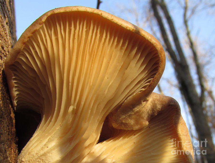 Oyster Mushroom Macro Photograph by Joshua Bales