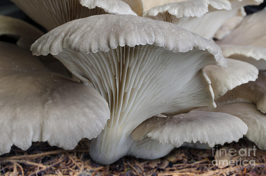 Mushroom Photograph - Oyster mushroom by Steev Stamford