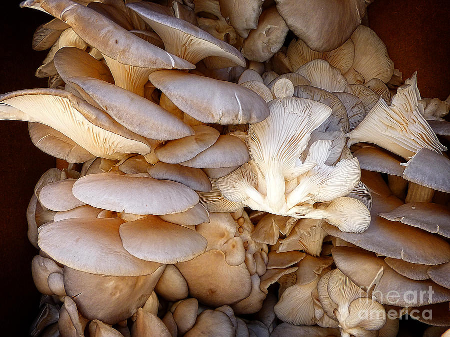 Oyster Mushrooms Digital Art by Dee Flouton