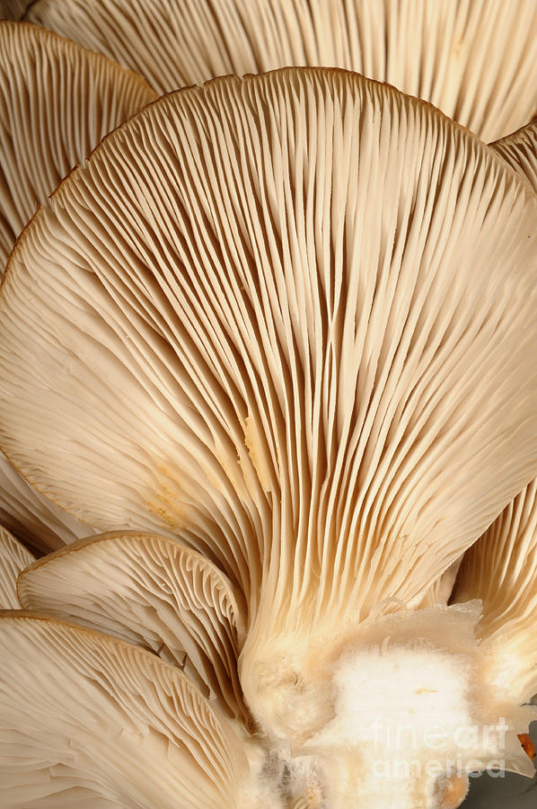 Oyster Mushrooms Photograph by Nigel Cattlin