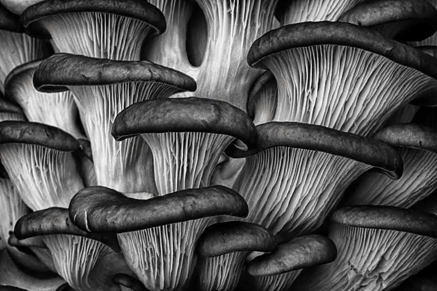 Oyster Mushrooms Photograph by Robert Woodward