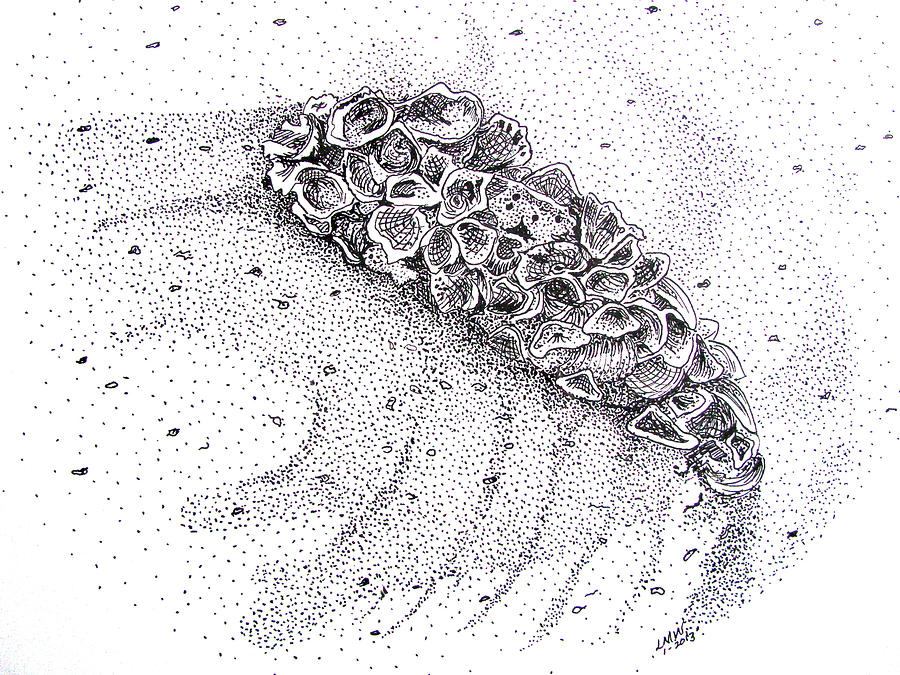 Oyster Shell with Barnacles Drawing by Linda Williams