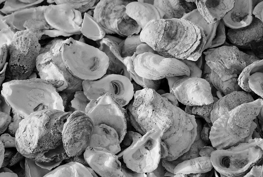 Oyster Shells Photograph by Cynthia Guinn