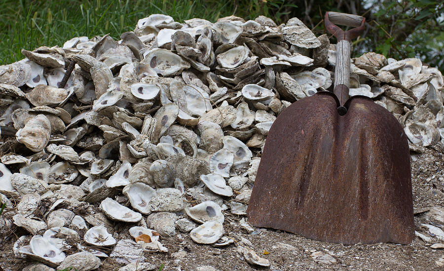 Oyster Shells Photograph by Leah Palmer