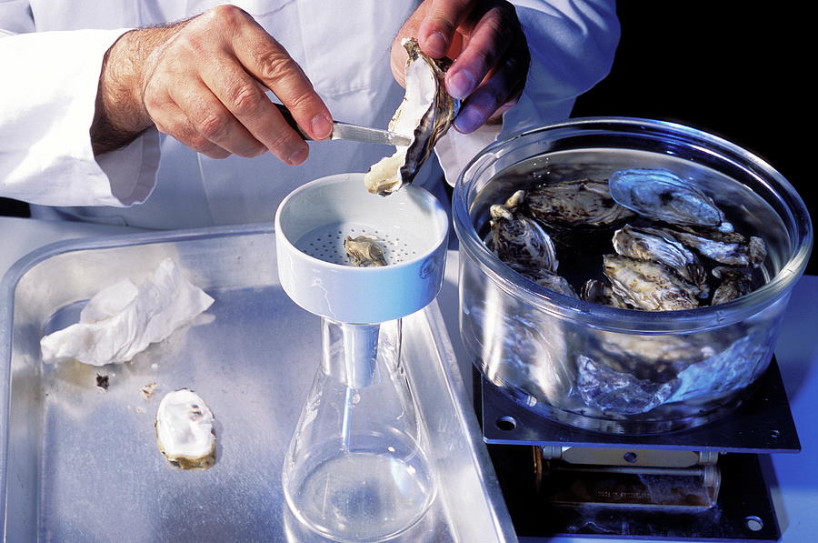 Oyster Toxicity Research Photograph by Pascal Goetgheluck/science Photo Library