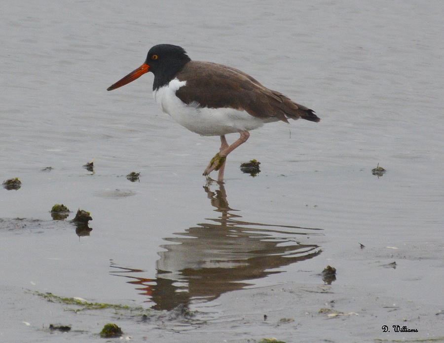 Oystercatcher at Low Tide Photograph by Dan Williams