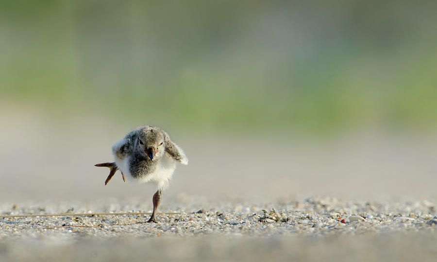 Oystercatcher Chick Stretching Its Leg Photograph by Joe Campbell Photography