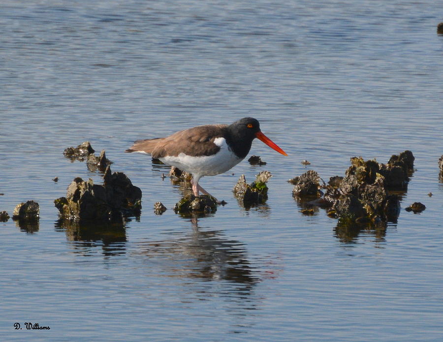 Oystercatcher Photograph by Dan Williams