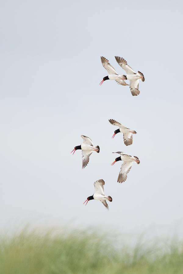 Oystercatcher flock landing Photograph by Jack Nevitt