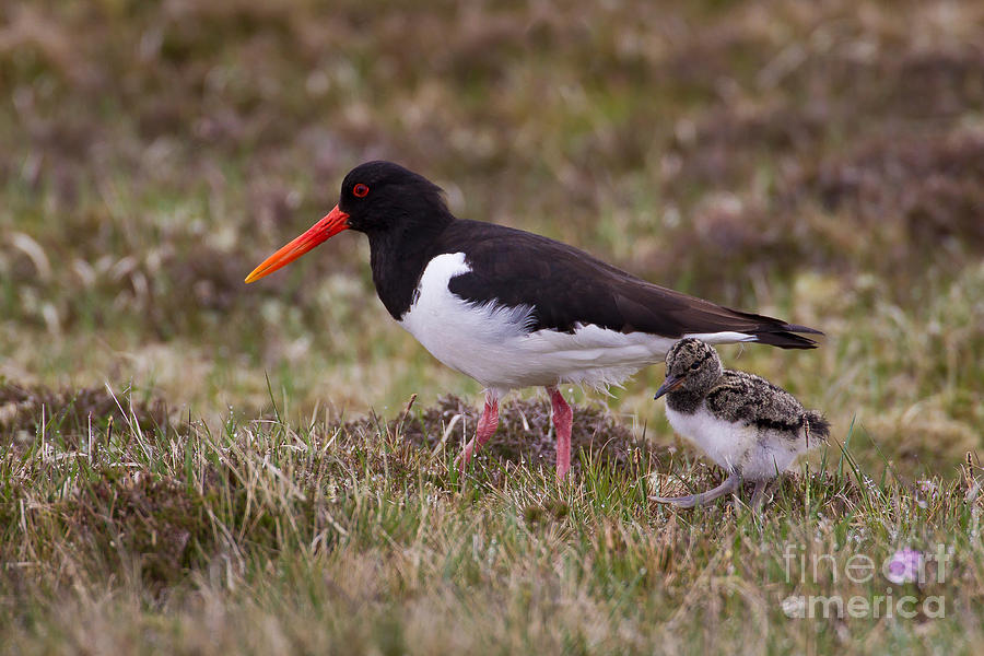Oystercatcher With Chick Photograph by Thomas Hanahoe
