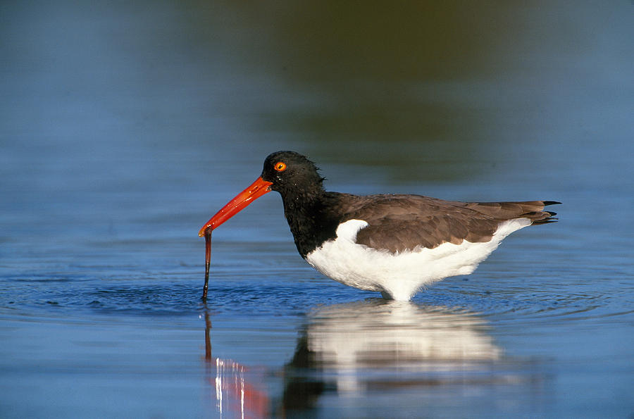 Oystercatcher With Worm Photograph by Paul J. Fusco