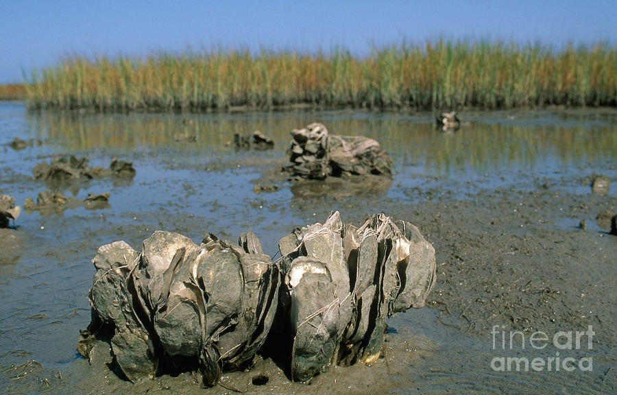 Oysters In Salt Marsh Photograph by Gregory G. Dimijian, M.D.