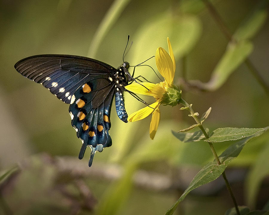 Ozark Spicebush Swallowtail on Sunflower Photograph by Michael Dougherty