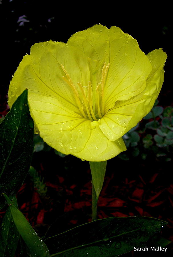 Ozark Sundrop Flower Photograph by Sarah Malley - Fine Art America