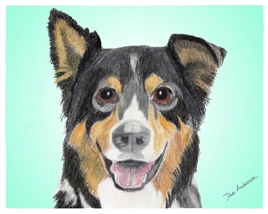 Nature Drawing - Ozzie2 - a former shelter sweetie by Dave Anderson