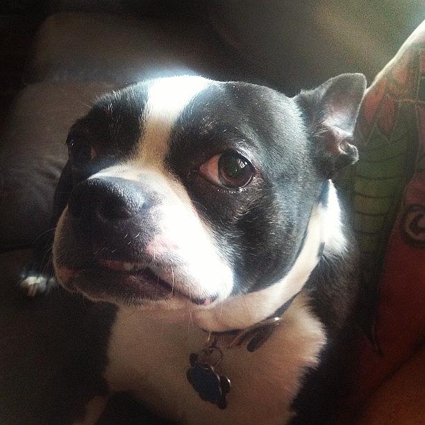 Ozzy And His Underbite #bostonterrier Photograph by Robin Mead
