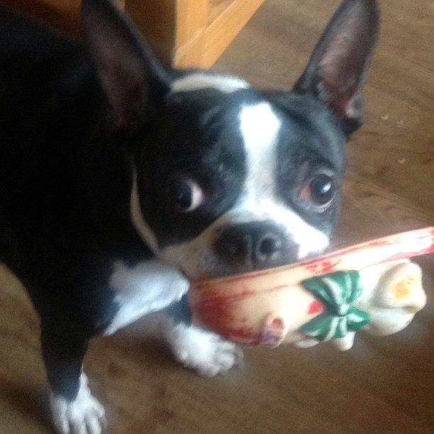 Ozzy And Toy #bostonterrier  #mydog Photograph by Robin Mead