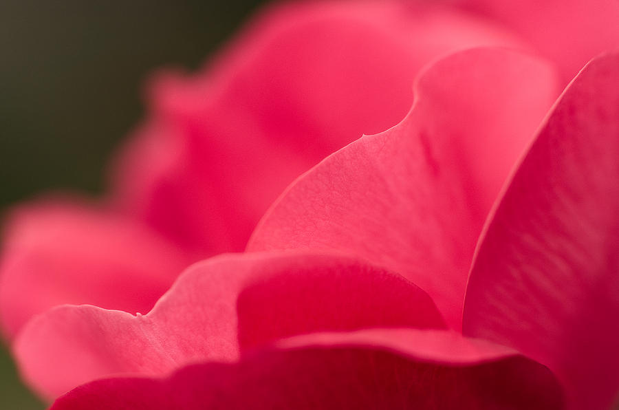 Rose Photograph - P is for Pink by Craig Szymanski