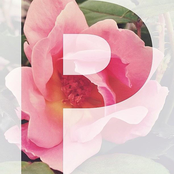 Afterlight Photograph - P Is For Pink/petals by Beth Cole