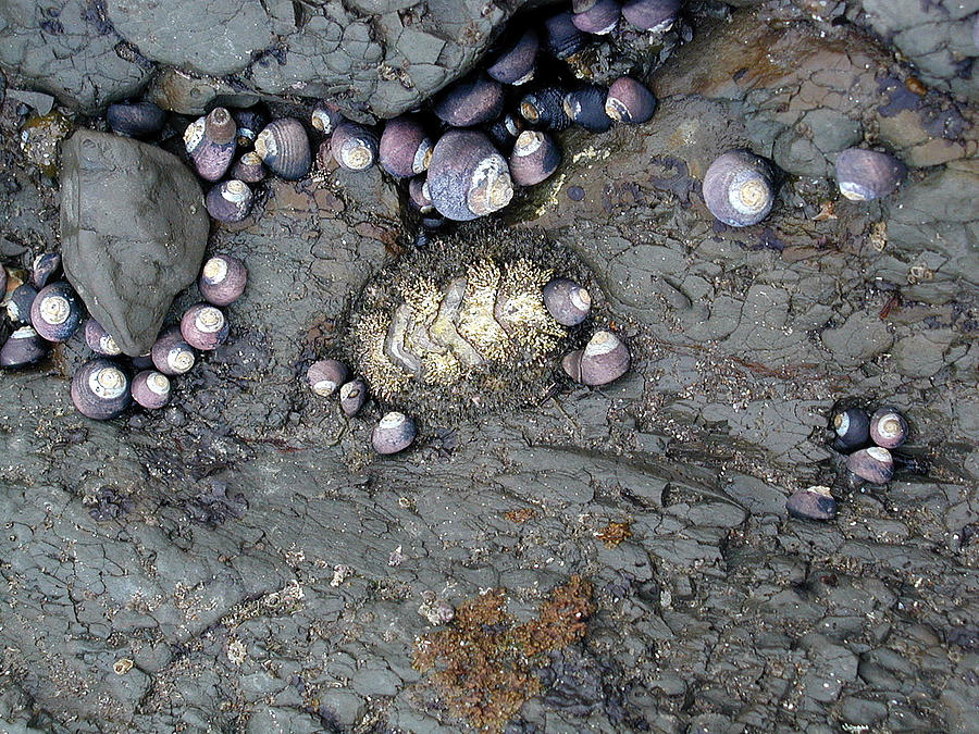 Beach Photograph - Mossy Chiton and Black Turban Snails by Debra Keller