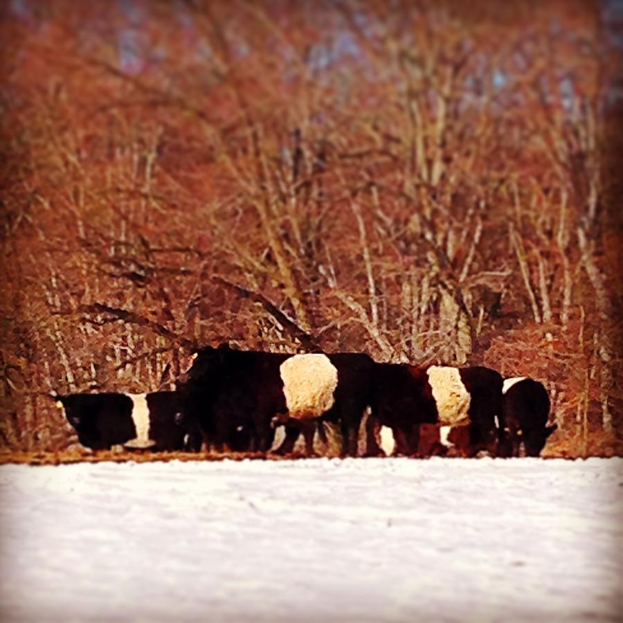 Cow Photograph - PA Belties by Gail Dodge